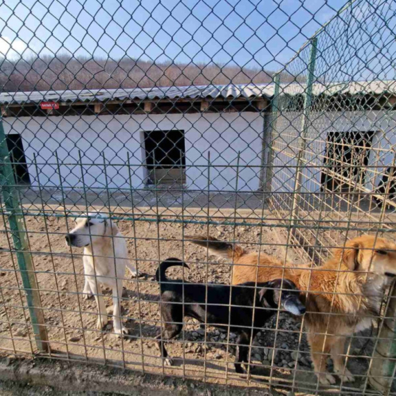 U porodičnoj kući čuva 30 pasa: Komšije traže da se životinje izmeste